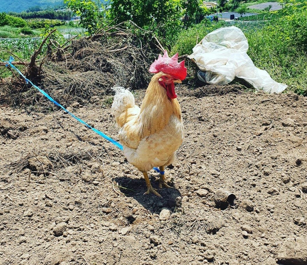 선생님 공지 이미지